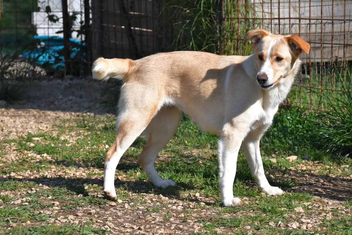 Rosicia, female Mixed Breed for adoption at Tierheimhelden — photo 8 of 16