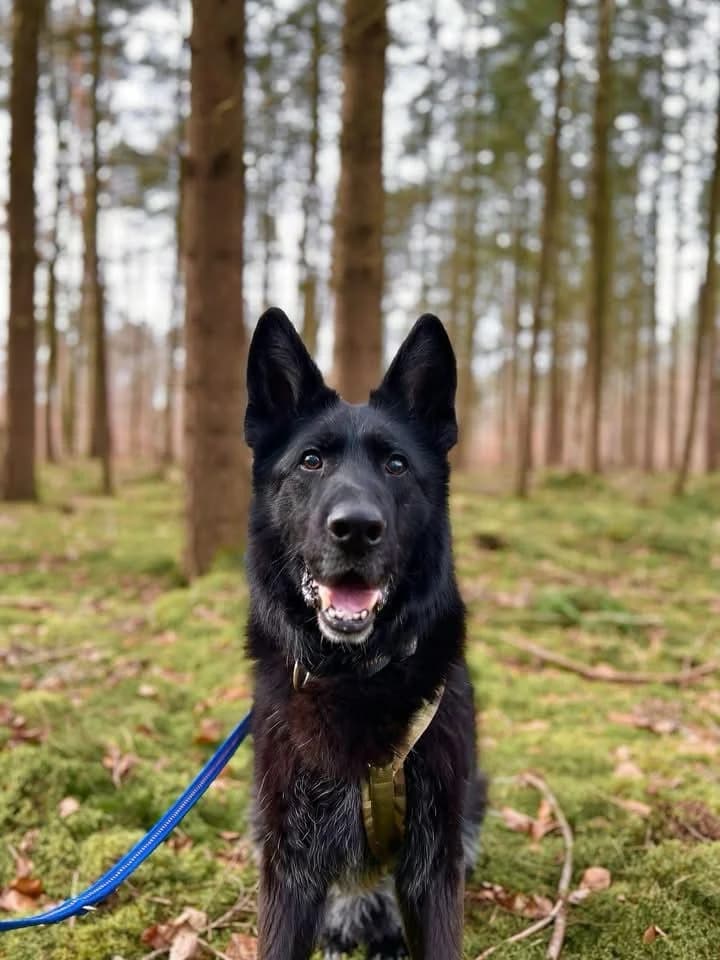 Onyx, male German Shepherd for adoption at Tierheimhelden