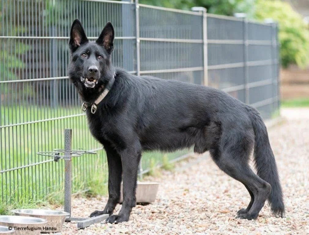 Onyx, male German Shepherd for adoption at Tierheimhelden — photo 2 of 3