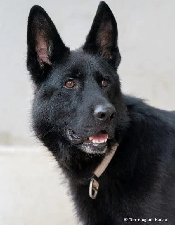 Onyx, male German Shepherd for adoption at Tierheimhelden — photo 3 of 3