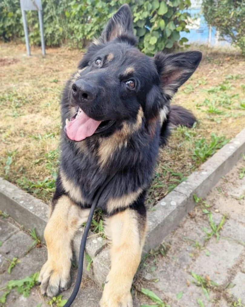 Gero, male German Shepherd for adoption at Tierheimhelden