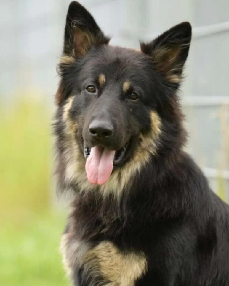 Gero, male German Shepherd for adoption at Tierheimhelden — photo 2 of 3