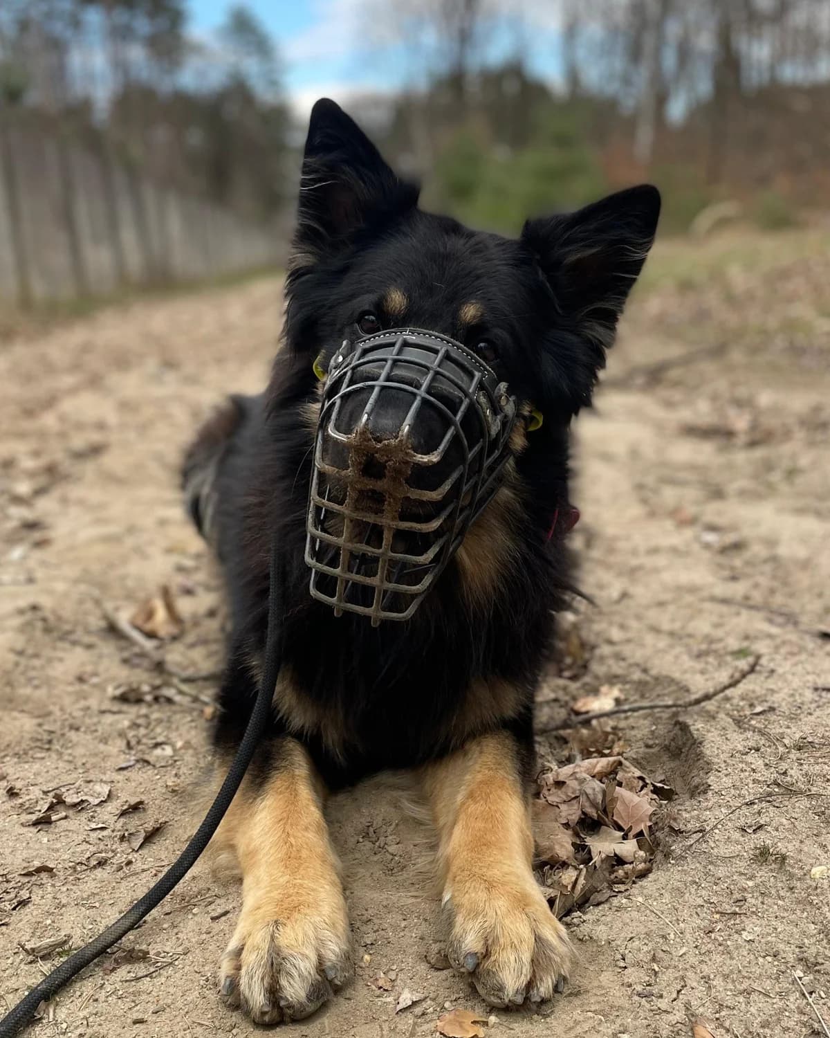 Gero, male German Shepherd for adoption at Tierheimhelden — photo 3 of 3