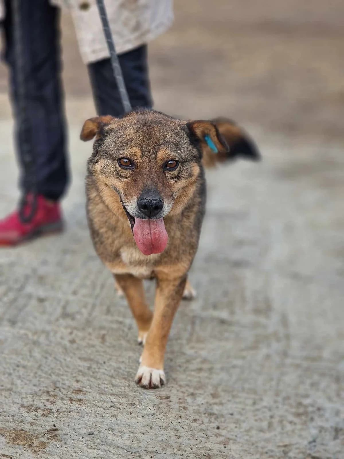 Alby, male Mixed Breed for adoption at Tierheimhelden — photo 2 of 11