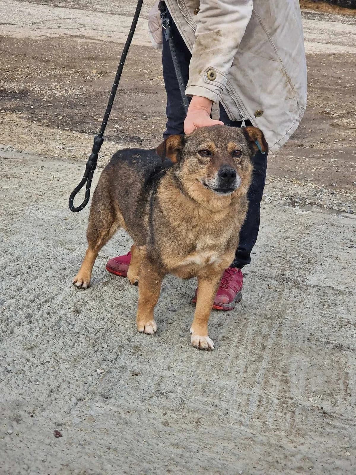Alby, male Mixed Breed for adoption at Tierheimhelden — photo 3 of 11
