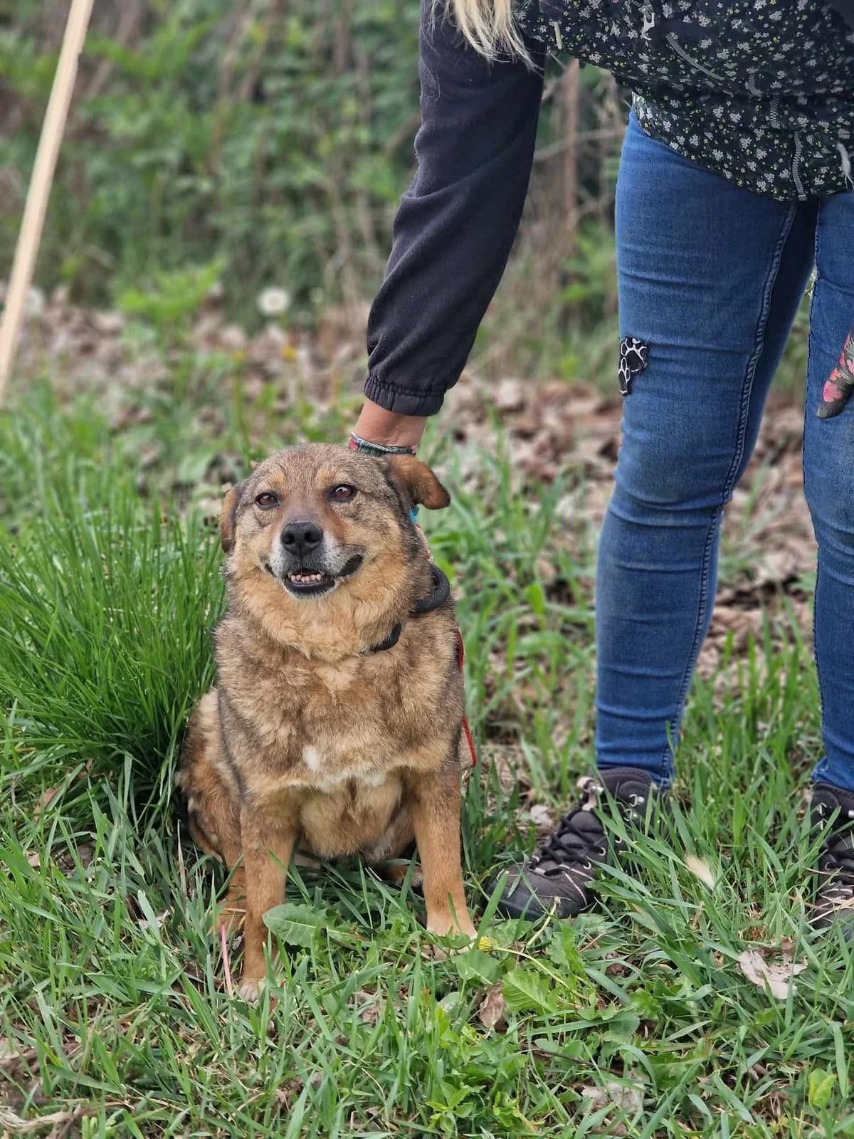 Alby, male Mixed Breed for adoption at Tierheimhelden — photo 4 of 11