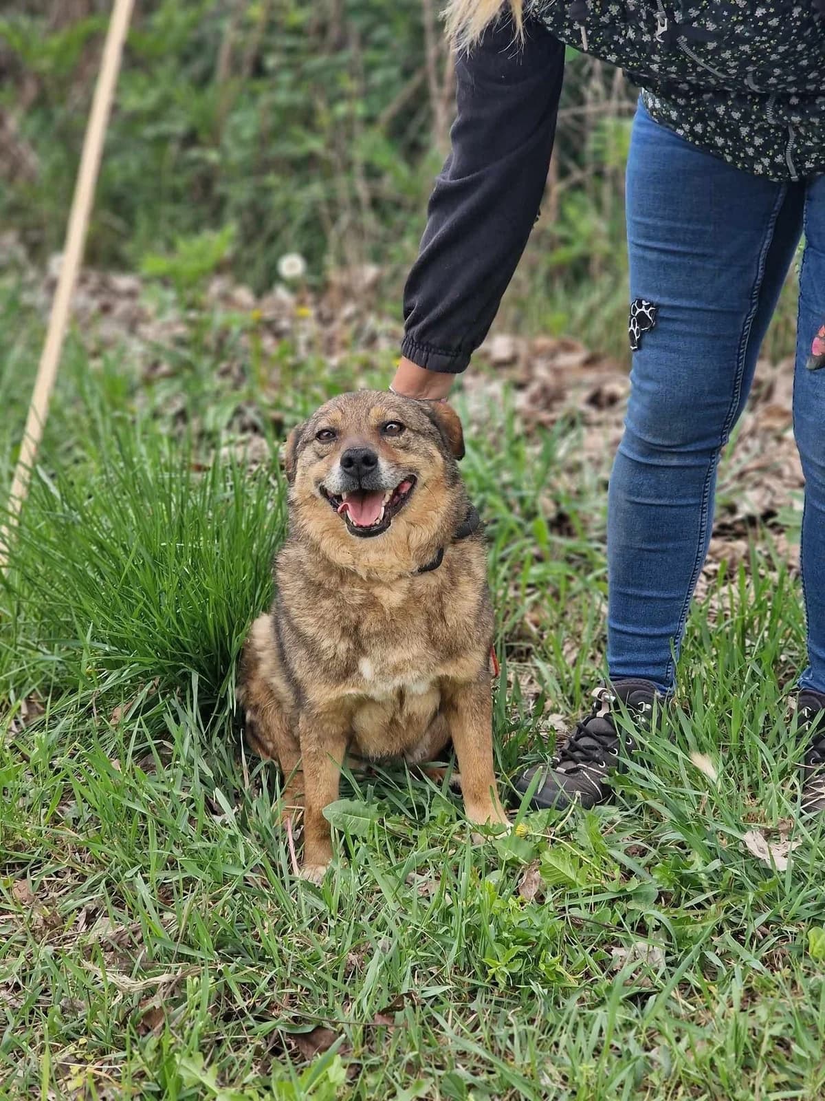 Alby, male Mixed Breed for adoption at Tierheimhelden — photo 5 of 11