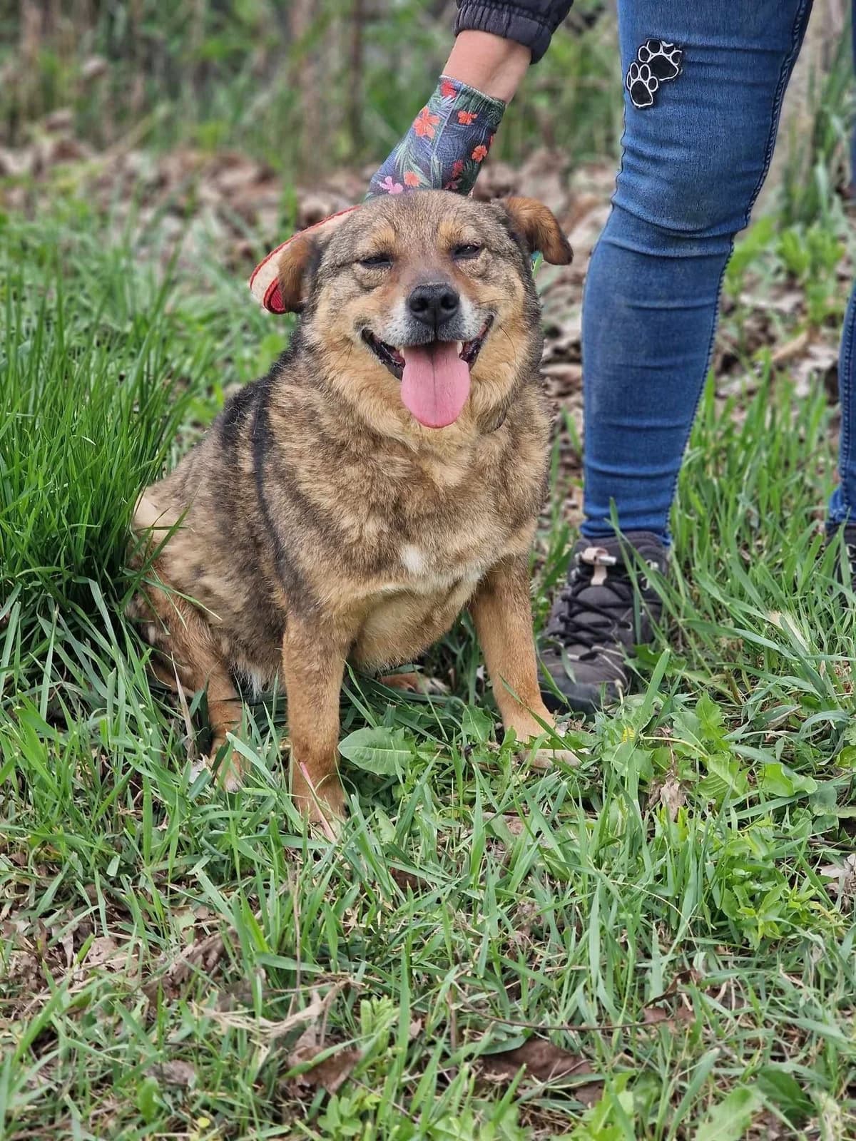 Alby, male Mixed Breed for adoption at Tierheimhelden — photo 6 of 11