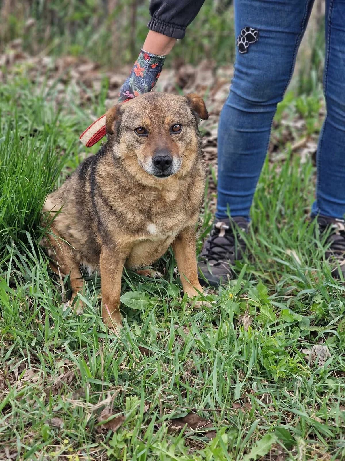 Alby, male Mixed Breed for adoption at Tierheimhelden — photo 7 of 11