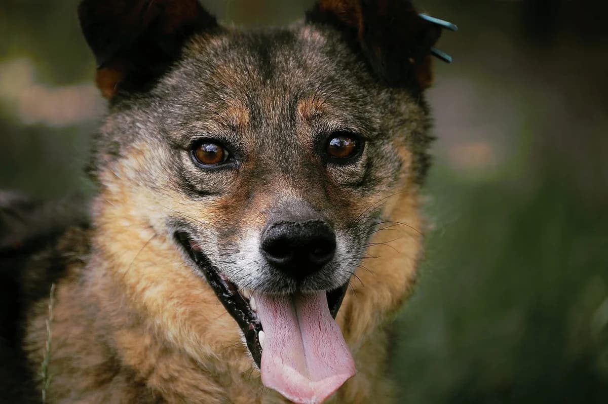 Alby, male Mixed Breed for adoption at Tierheimhelden — photo 8 of 11