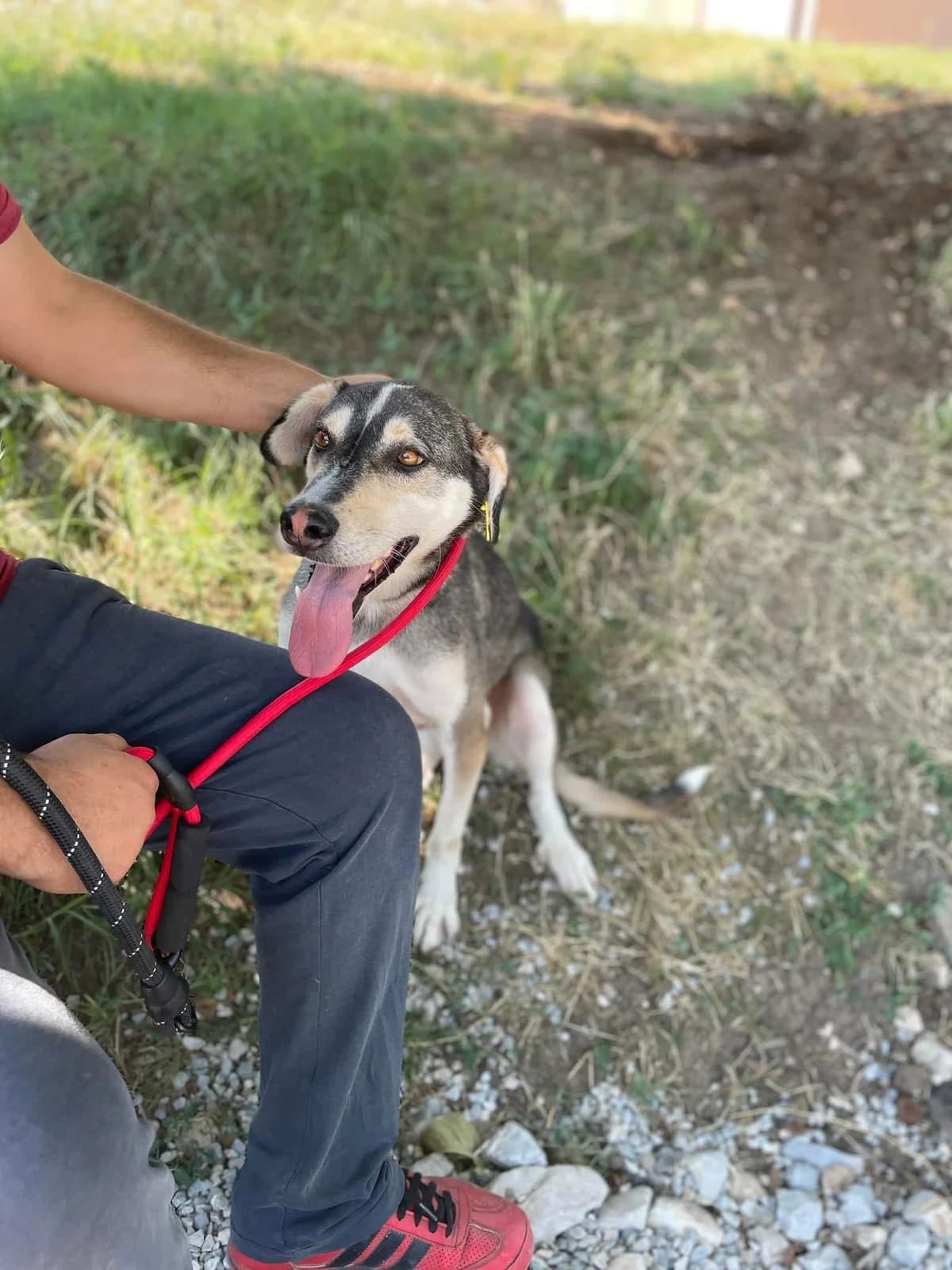 Clooney, male Husky for adoption at Tierheimhelden
