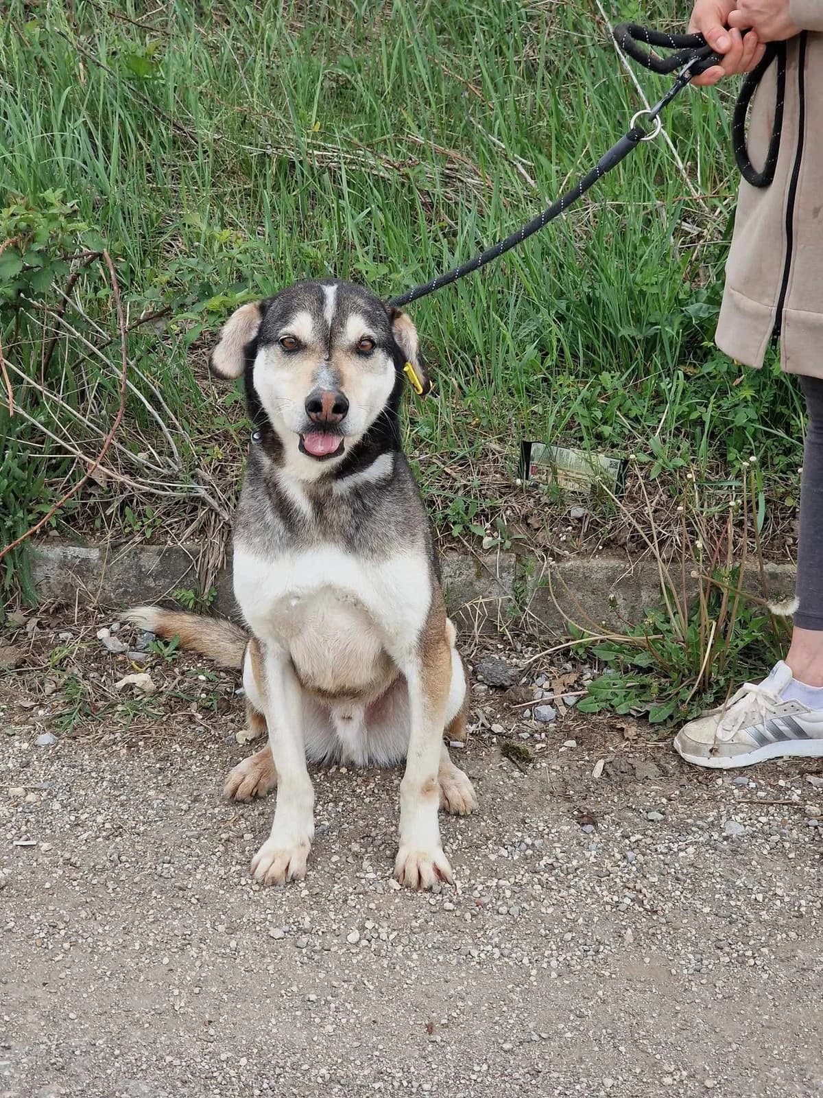 Clooney, male Husky for adoption at Tierheimhelden — photo 6 of 11