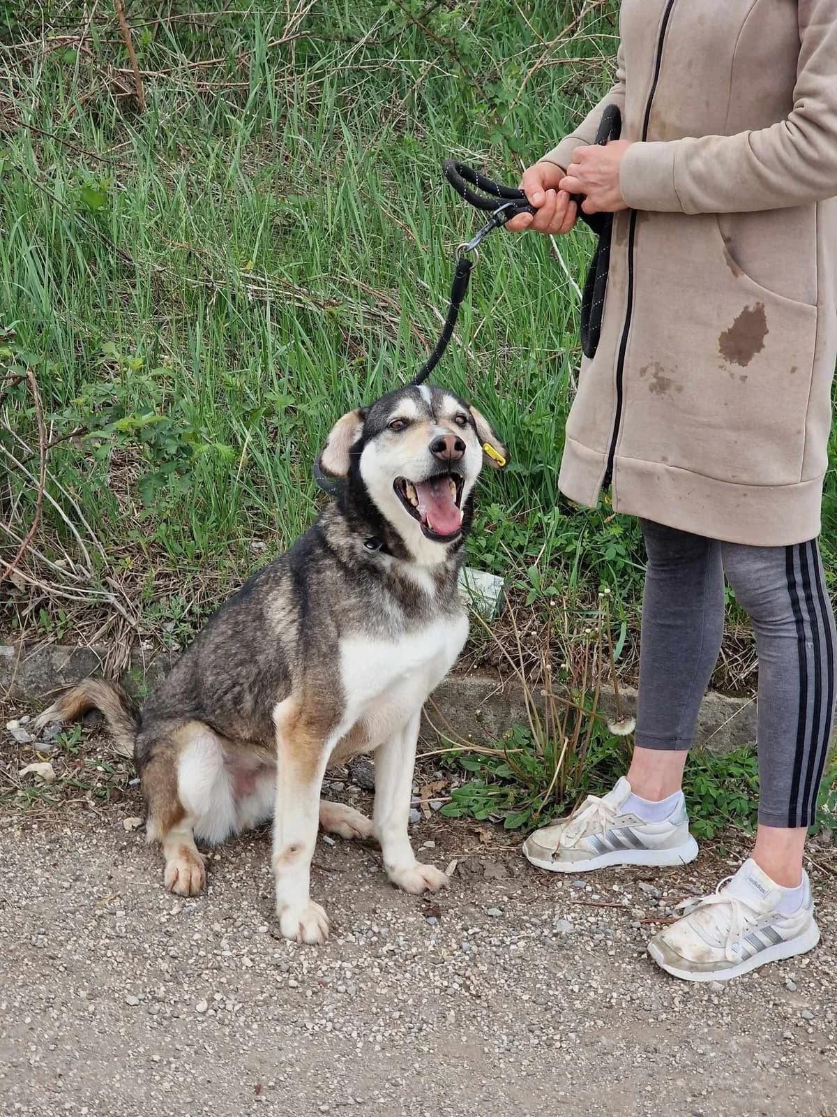 Clooney, male Husky for adoption at Tierheimhelden — photo 7 of 11