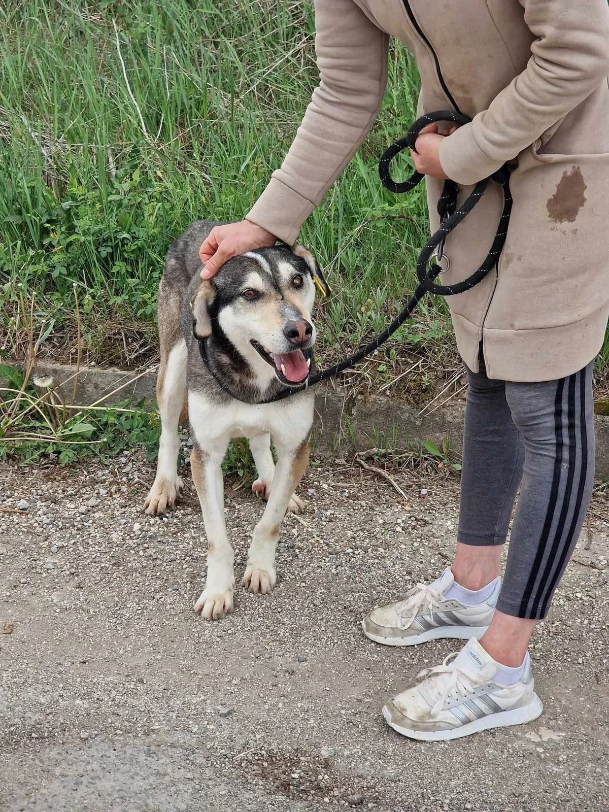 Clooney, male Husky for adoption at Tierheimhelden — photo 8 of 11