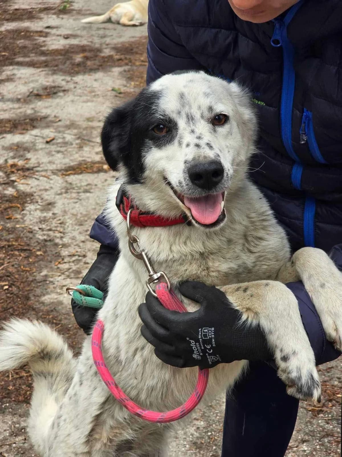 Lucky, female Mixed Breed for adoption at Tierheimhelden
