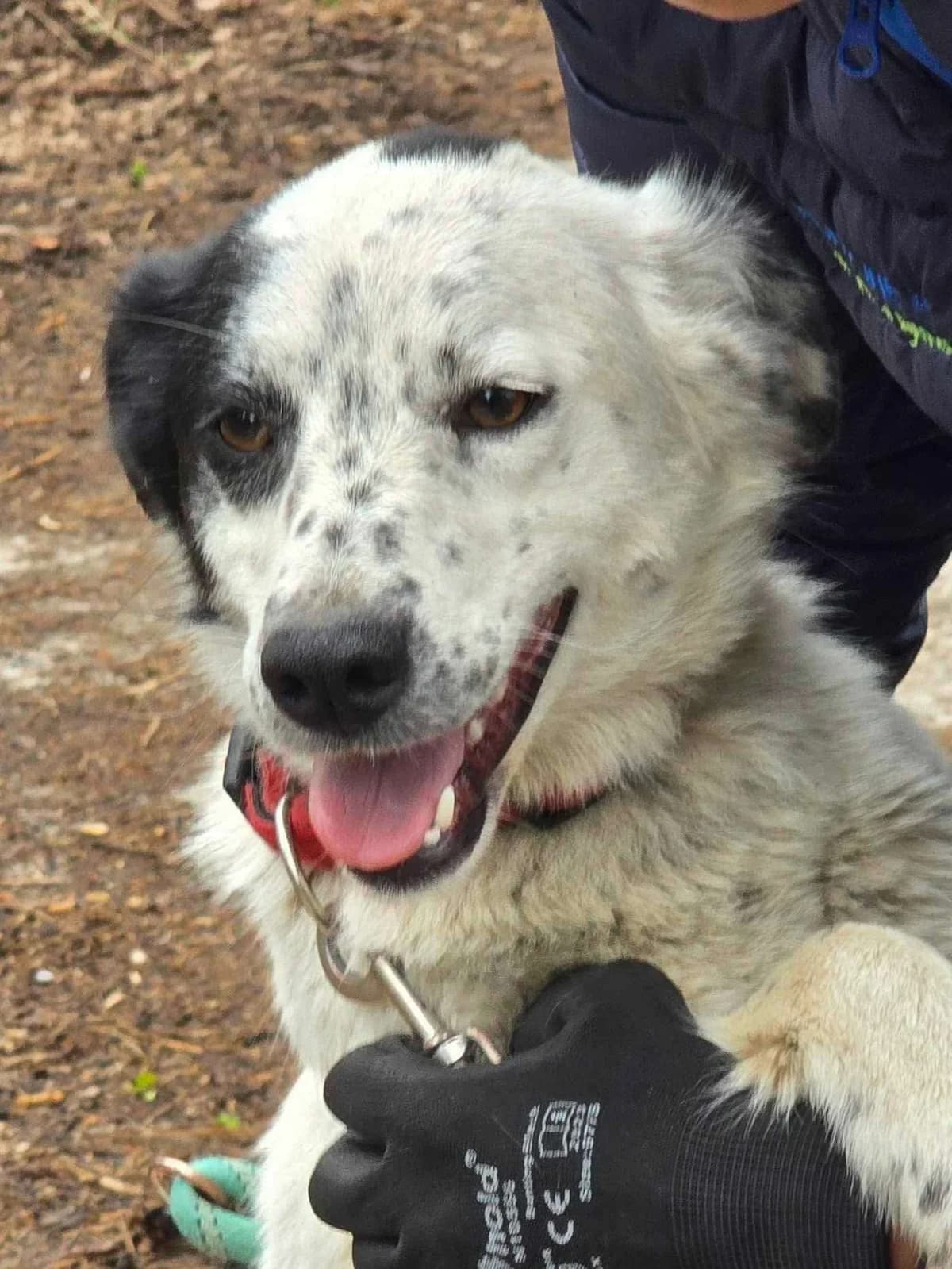 Lucky, female Mixed Breed for adoption at Tierheimhelden — photo 2 of 12
