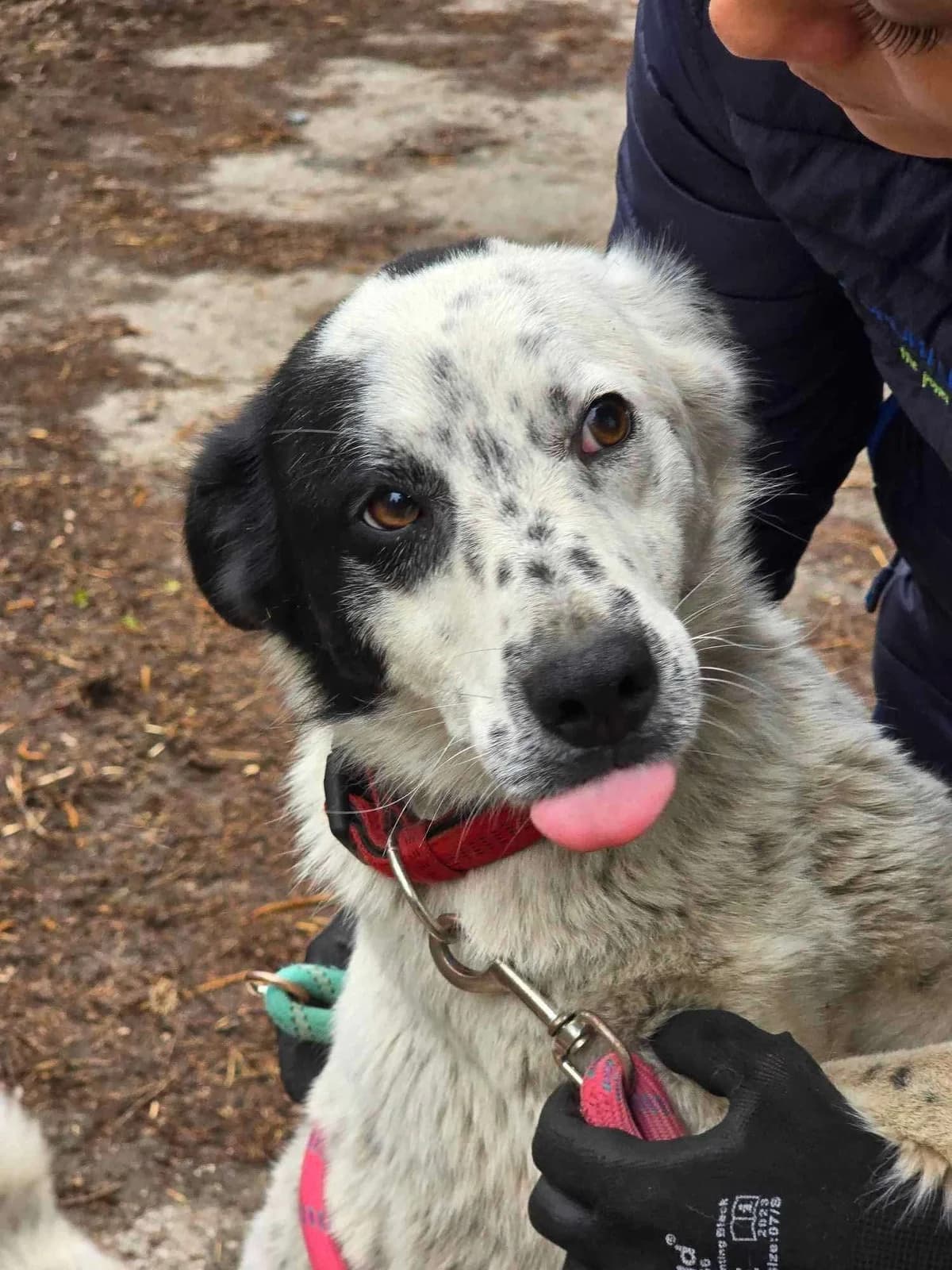 Lucky, female Mixed Breed for adoption at Tierheimhelden — photo 3 of 12