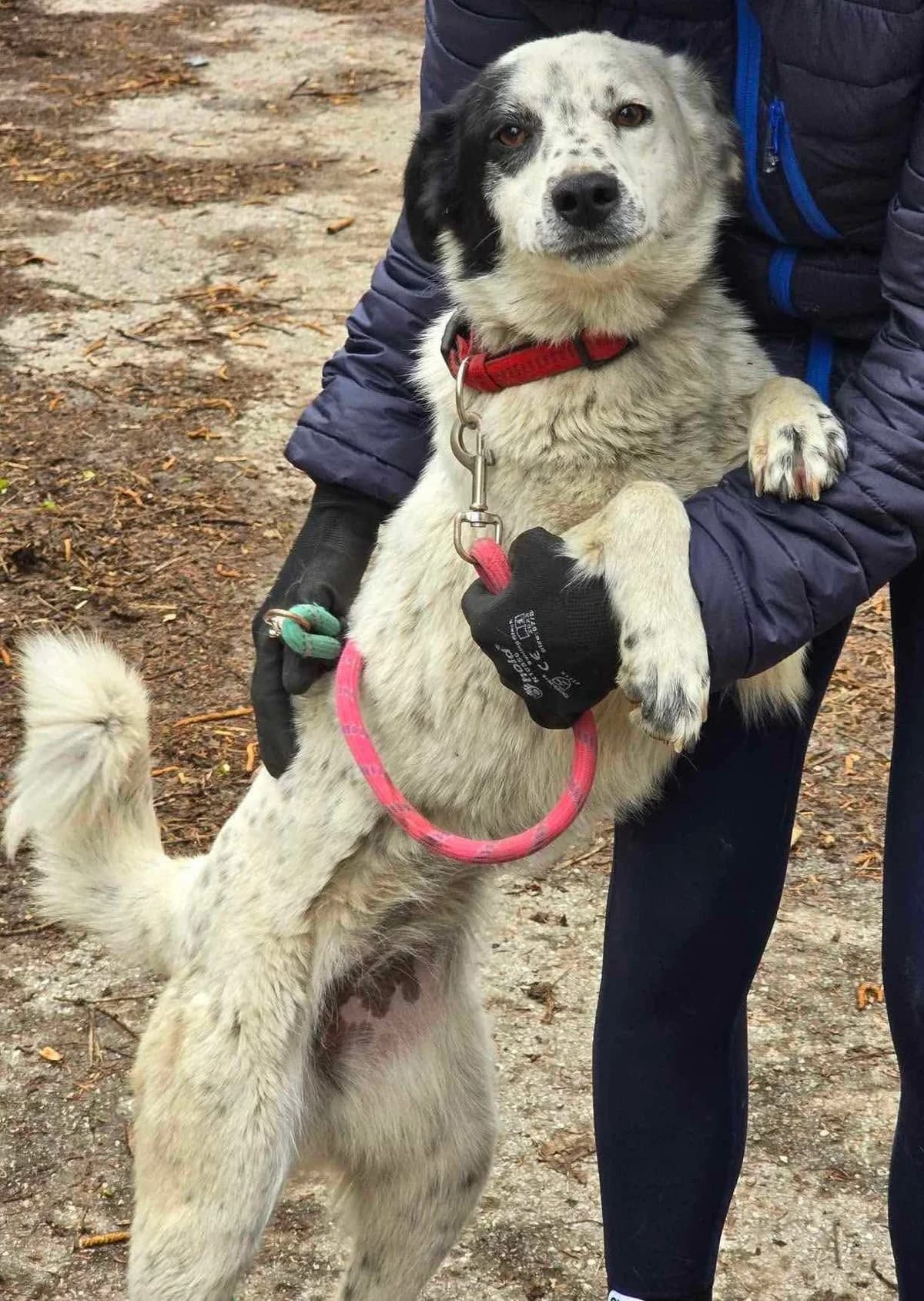 Lucky, female Mixed Breed for adoption at Tierheimhelden — photo 4 of 12
