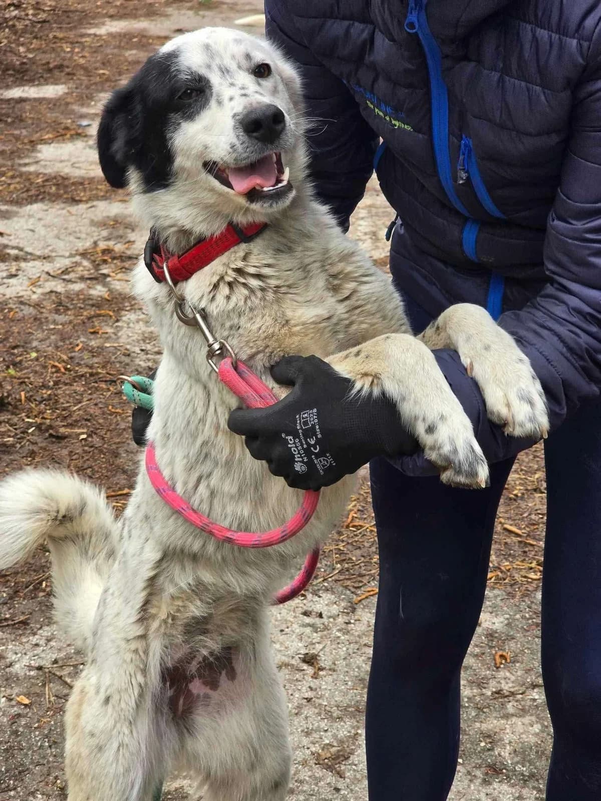 Lucky, female Mixed Breed for adoption at Tierheimhelden — photo 5 of 12