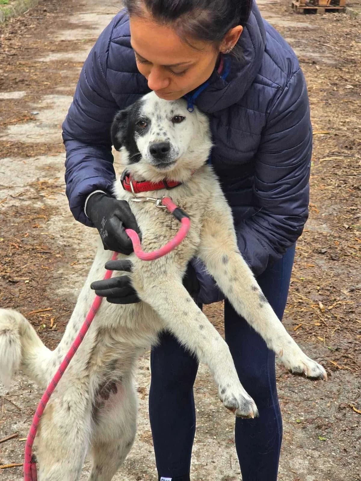 Lucky, female Mixed Breed for adoption at Tierheimhelden — photo 6 of 12