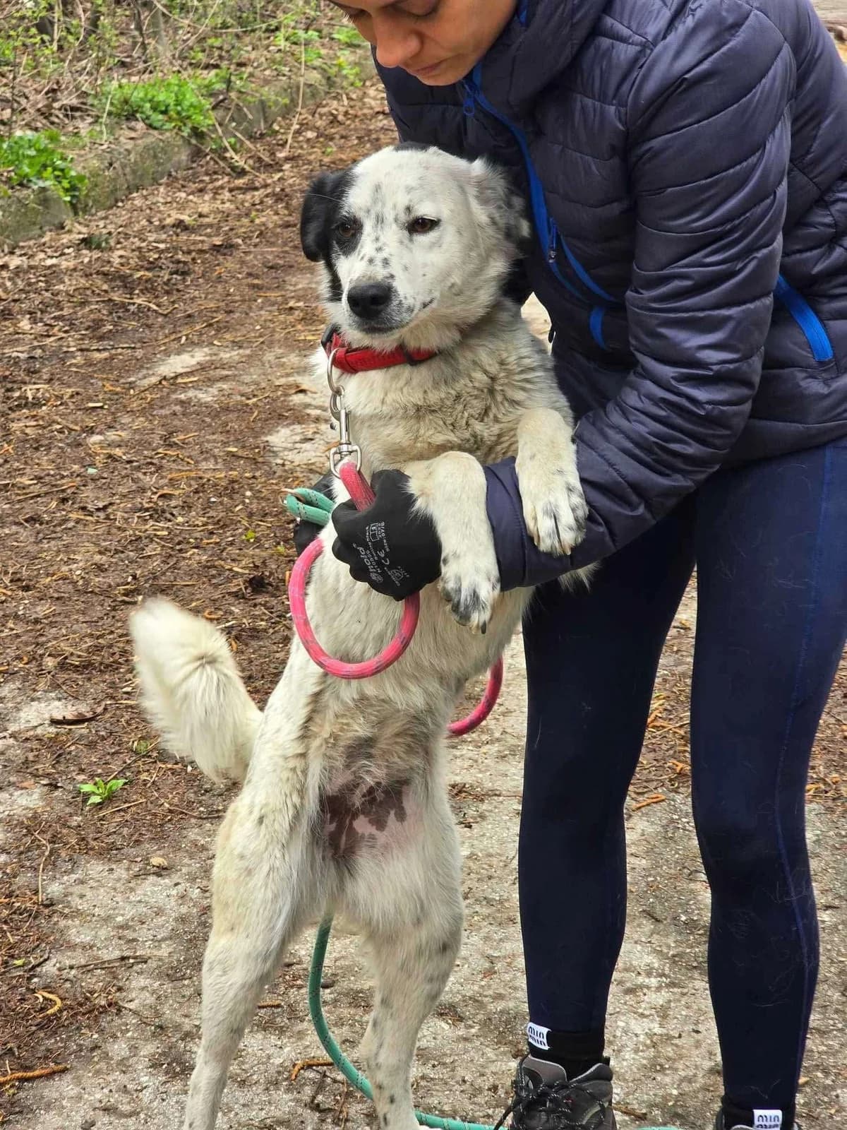 Lucky, female Mixed Breed for adoption at Tierheimhelden — photo 7 of 12