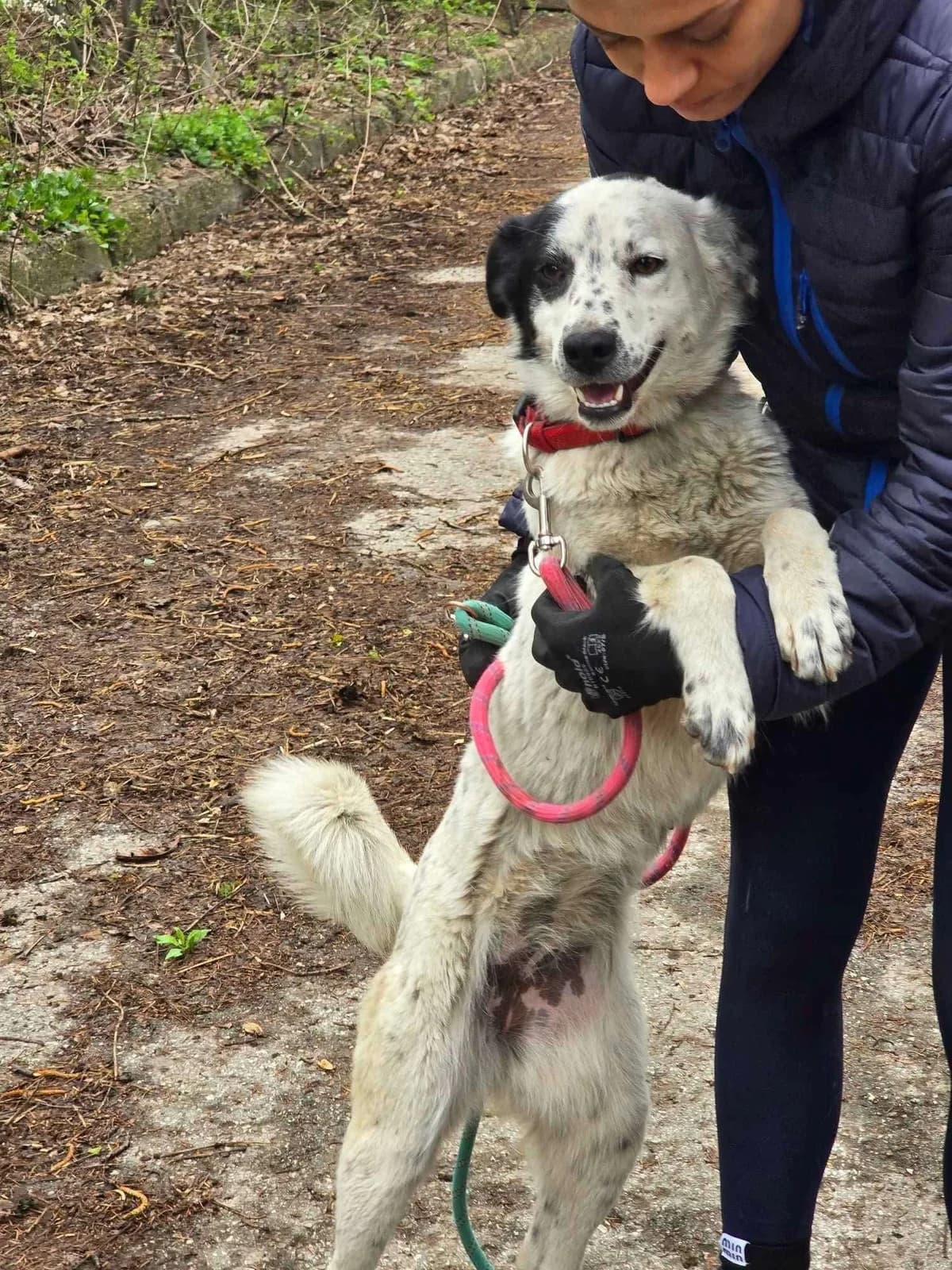 Lucky, female Mixed Breed for adoption at Tierheimhelden — photo 8 of 12