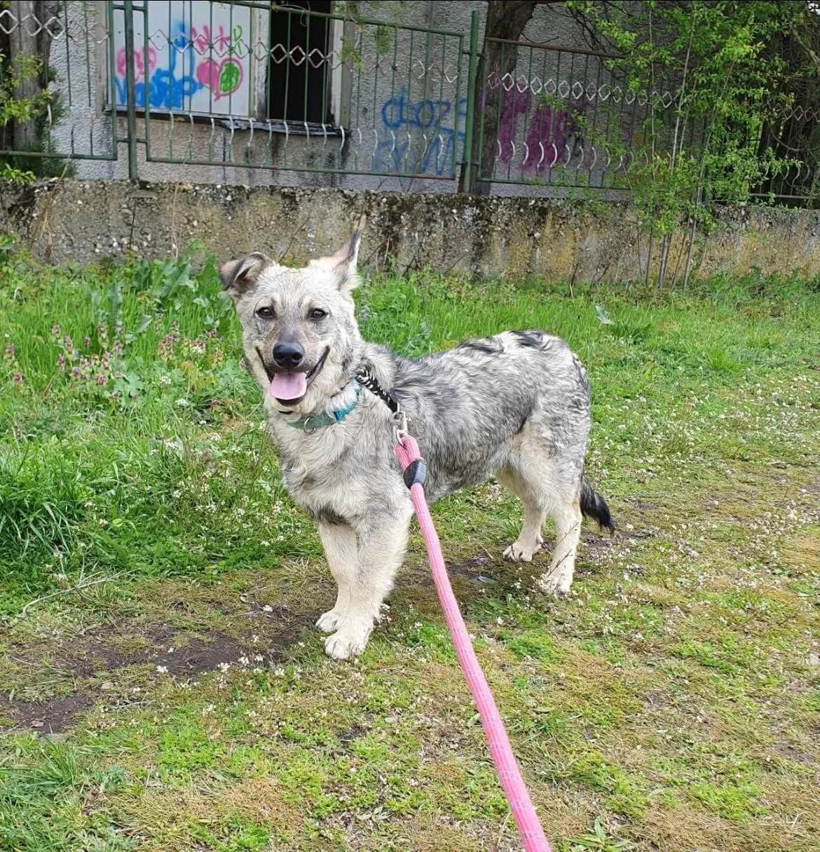 Ronnie, male Mixed Breed for adoption at Tierheimhelden