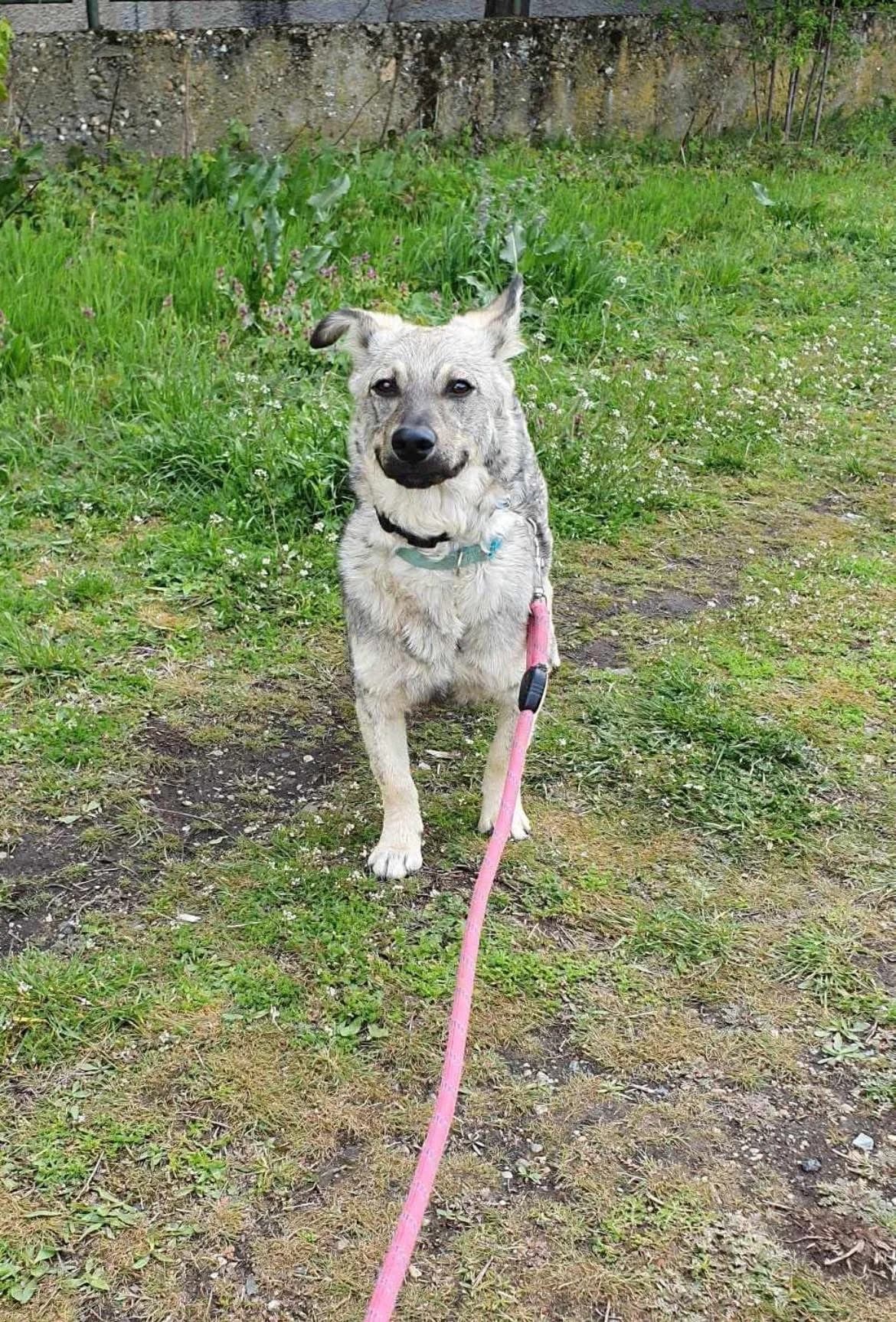 Ronnie, male Mixed Breed for adoption at Tierheimhelden — photo 2 of 5