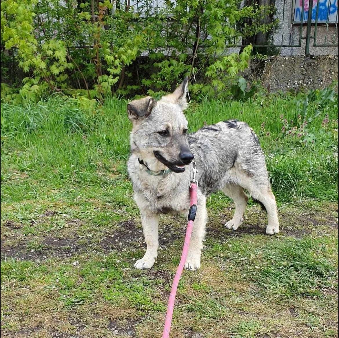 Ronnie, male Mixed Breed for adoption at Tierheimhelden — photo 3 of 5
