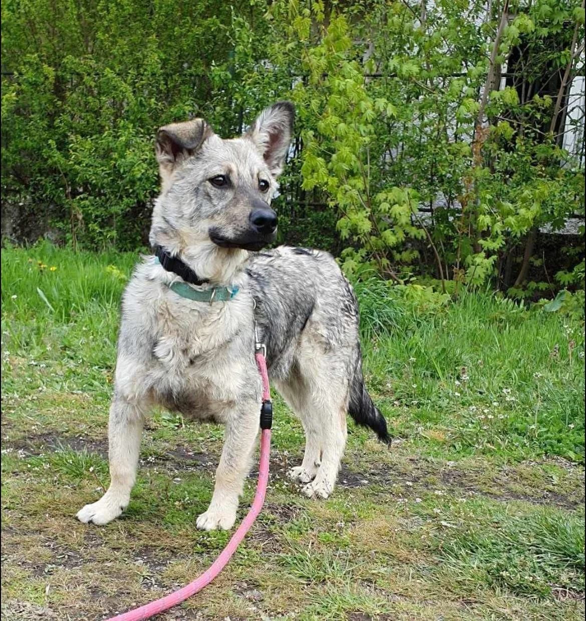 Ronnie, male Mixed Breed for adoption at Tierheimhelden — photo 4 of 5