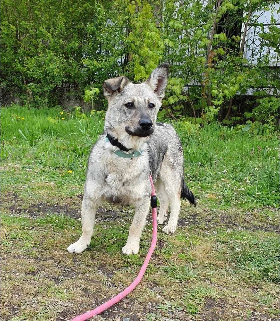 Ronnie, male Mixed Breed for adoption at Tierheimhelden — photo 5 of 5