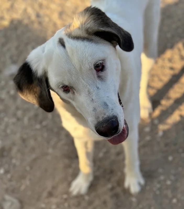 Lana, female Mixed Breed for adoption at Tierheimhelden — photo 2 of 9