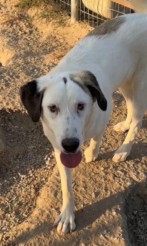 Lana, female Mixed Breed for adoption at Tierheimhelden — photo 3 of 9