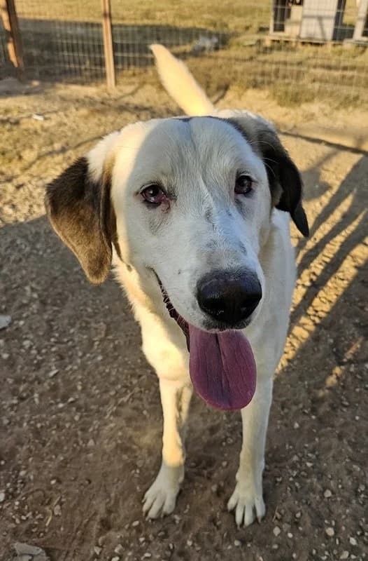 Lana, female Mixed Breed for adoption at Tierheimhelden — photo 4 of 9