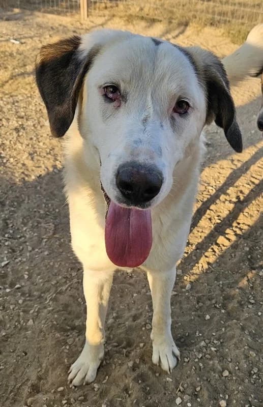 Lana, female Mixed Breed for adoption at Tierheimhelden — photo 5 of 9