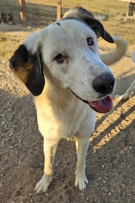 Lana, female Mixed Breed for adoption at Tierheimhelden — photo 6 of 9