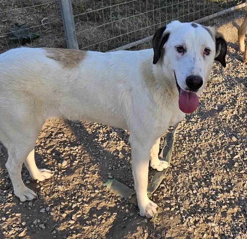 Lana, female Mixed Breed for adoption at Tierheimhelden — photo 7 of 9