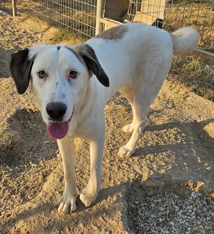 Lana, female Mixed Breed for adoption at Tierheimhelden — photo 8 of 9