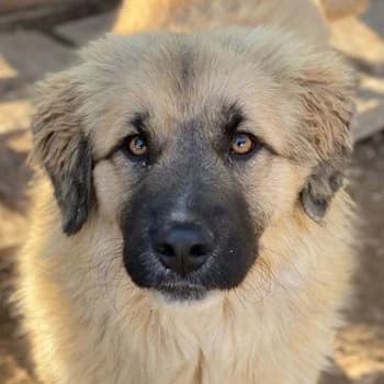 Malou, female Mixed Breed for adoption at Tierheimhelden