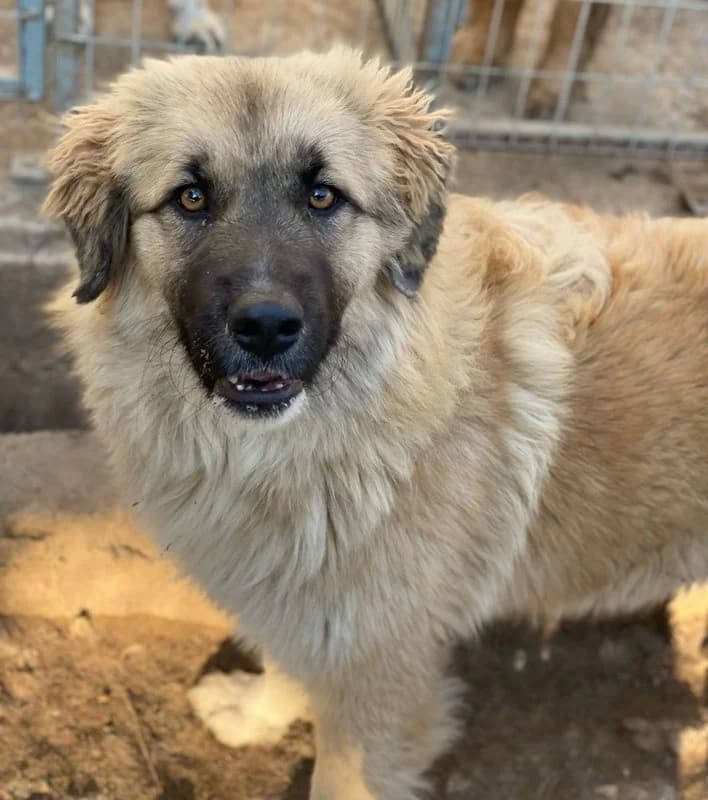 Malou, female Mixed Breed for adoption at Tierheimhelden — photo 2 of 18