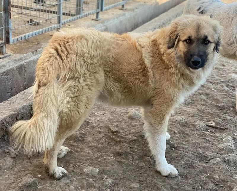Malou, female Mixed Breed for adoption at Tierheimhelden — photo 3 of 18