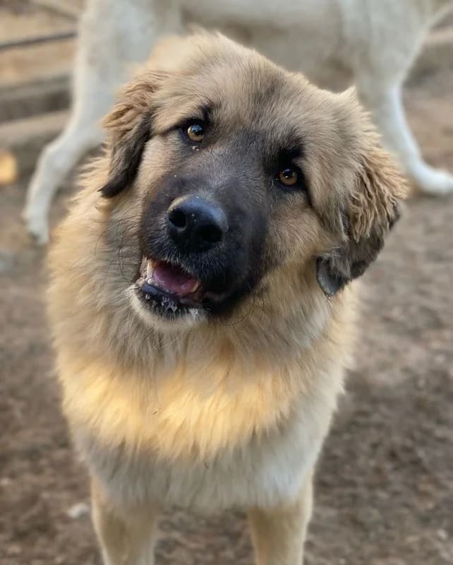 Malou, female Mixed Breed for adoption at Tierheimhelden — photo 4 of 18