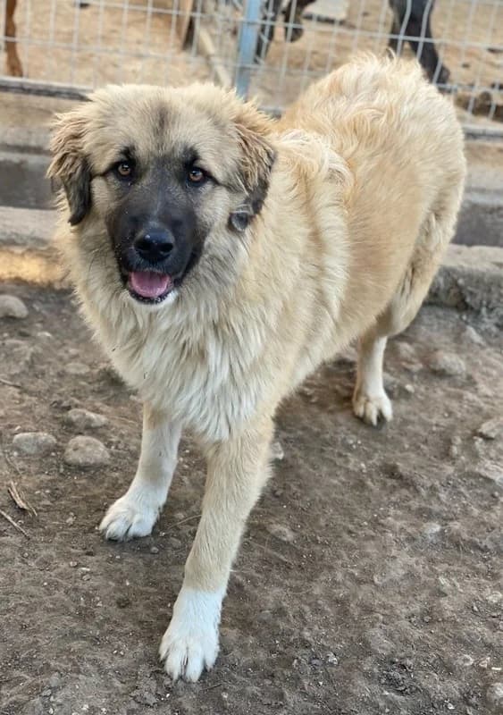 Malou, female Mixed Breed for adoption at Tierheimhelden — photo 5 of 18