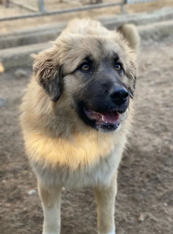 Malou, female Mixed Breed for adoption at Tierheimhelden — photo 6 of 18