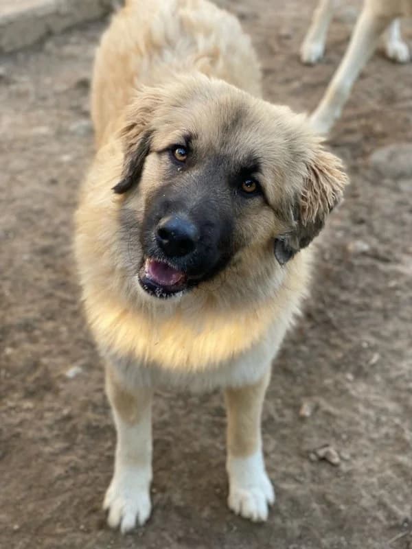 Malou, female Mixed Breed for adoption at Tierheimhelden — photo 7 of 18