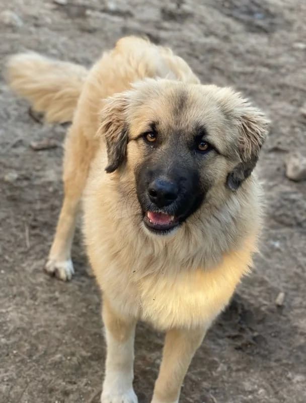 Malou, female Mixed Breed for adoption at Tierheimhelden — photo 8 of 18
