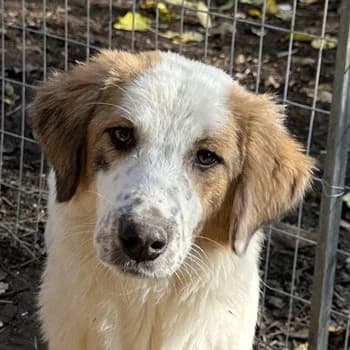 Melania, female Mixed Breed for adoption at Tierheimhelden