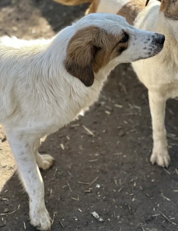 Melania, female Mixed Breed for adoption at Tierheimhelden — photo 2 of 14