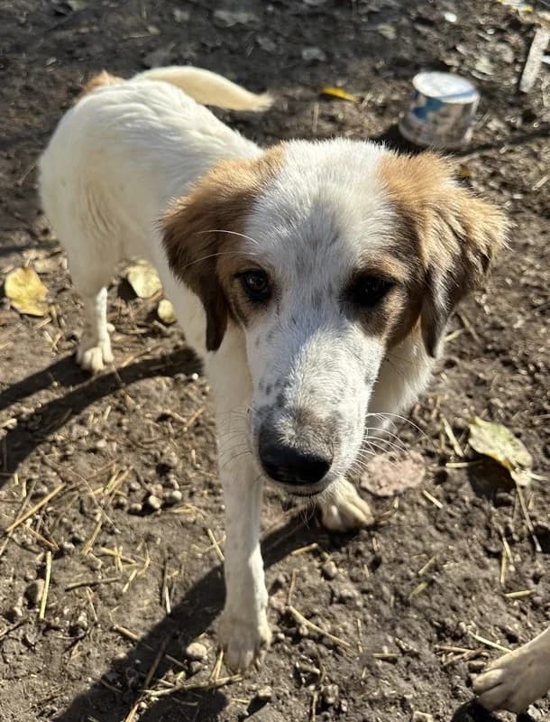 Melania, female Mixed Breed for adoption at Tierheimhelden — photo 3 of 14