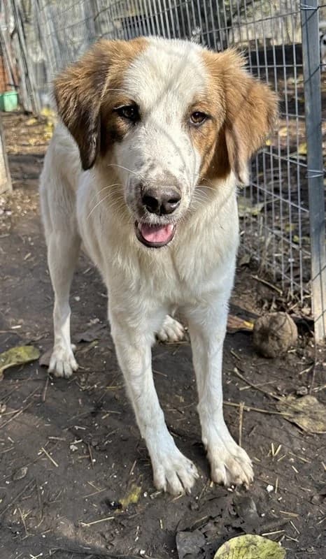 Melania, female Mixed Breed for adoption at Tierheimhelden — photo 4 of 14